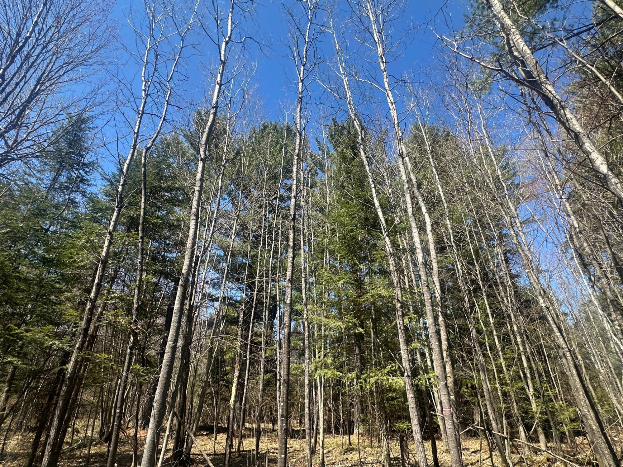 Acres On Watersmeet Lake Road, Unit 20 / Eagle River, WI 54521 - Photo 22 of 31 Gallery Image 22