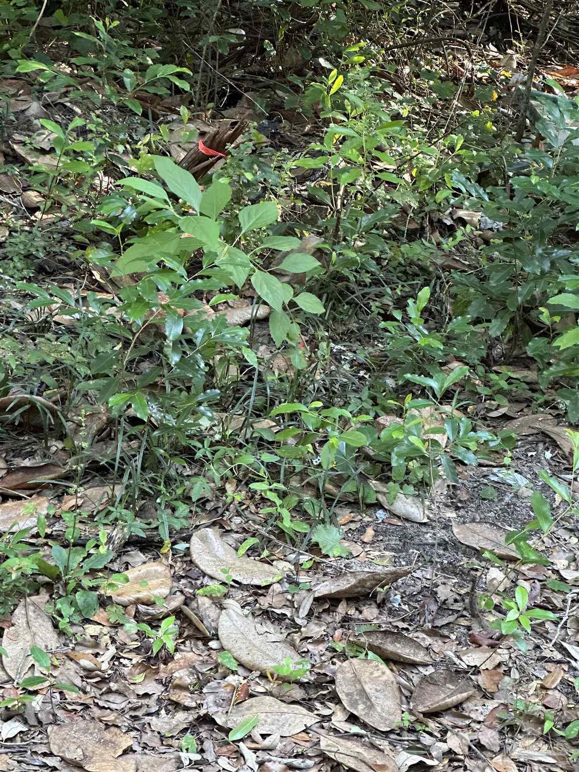 Triangle Street Milton, FL 32583 - Photo 2 of 3