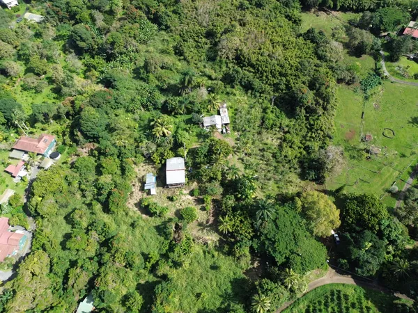 a view of a green field with lots of bushes