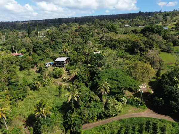 view of a lush green forest with lots of trees