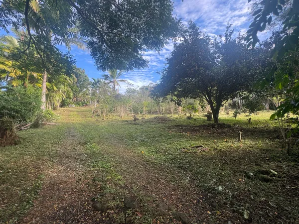 a view of outdoor space with trees all around