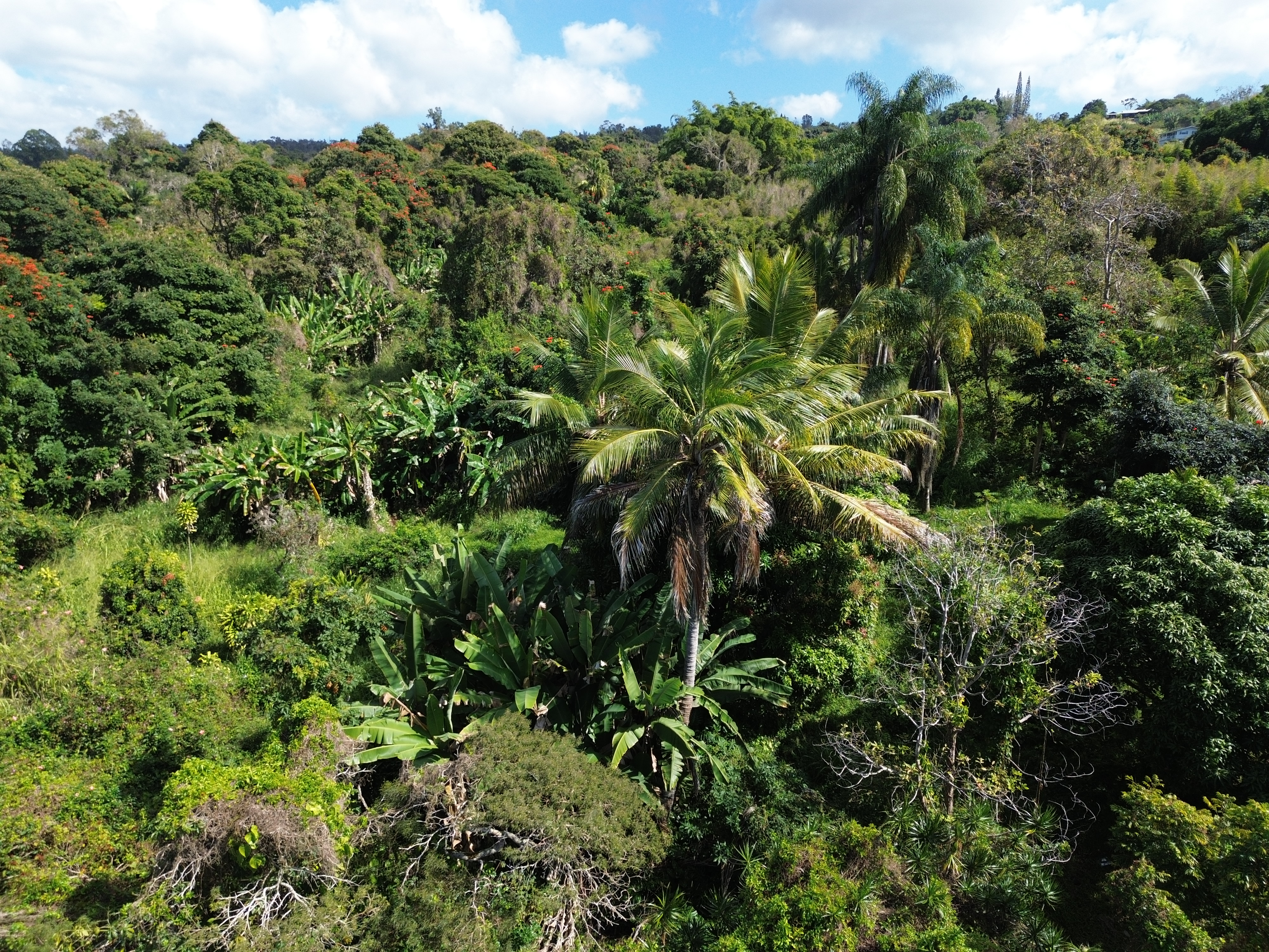 82-1161 Kinue Road Captain Cook, HI 96704 - Photo 23 of 24