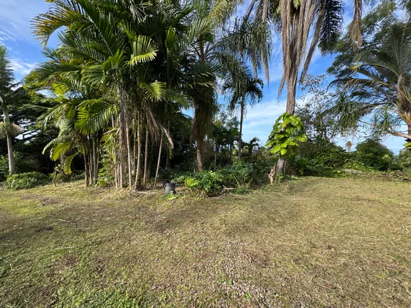 a view of a yard with a tree