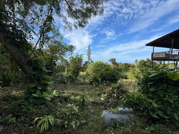 a view of a yard with plants and a bench