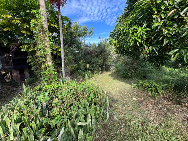 a view of dirt yard with a large tree