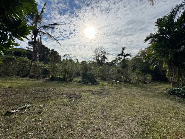 a view of a garden with a plant
