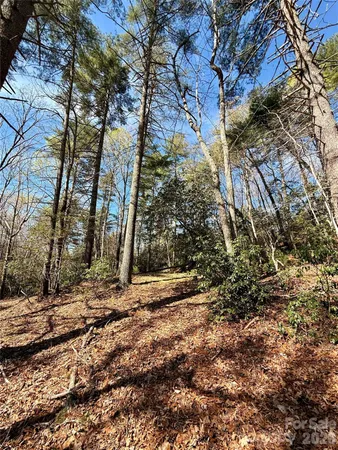 a view of a yard with plants and trees
