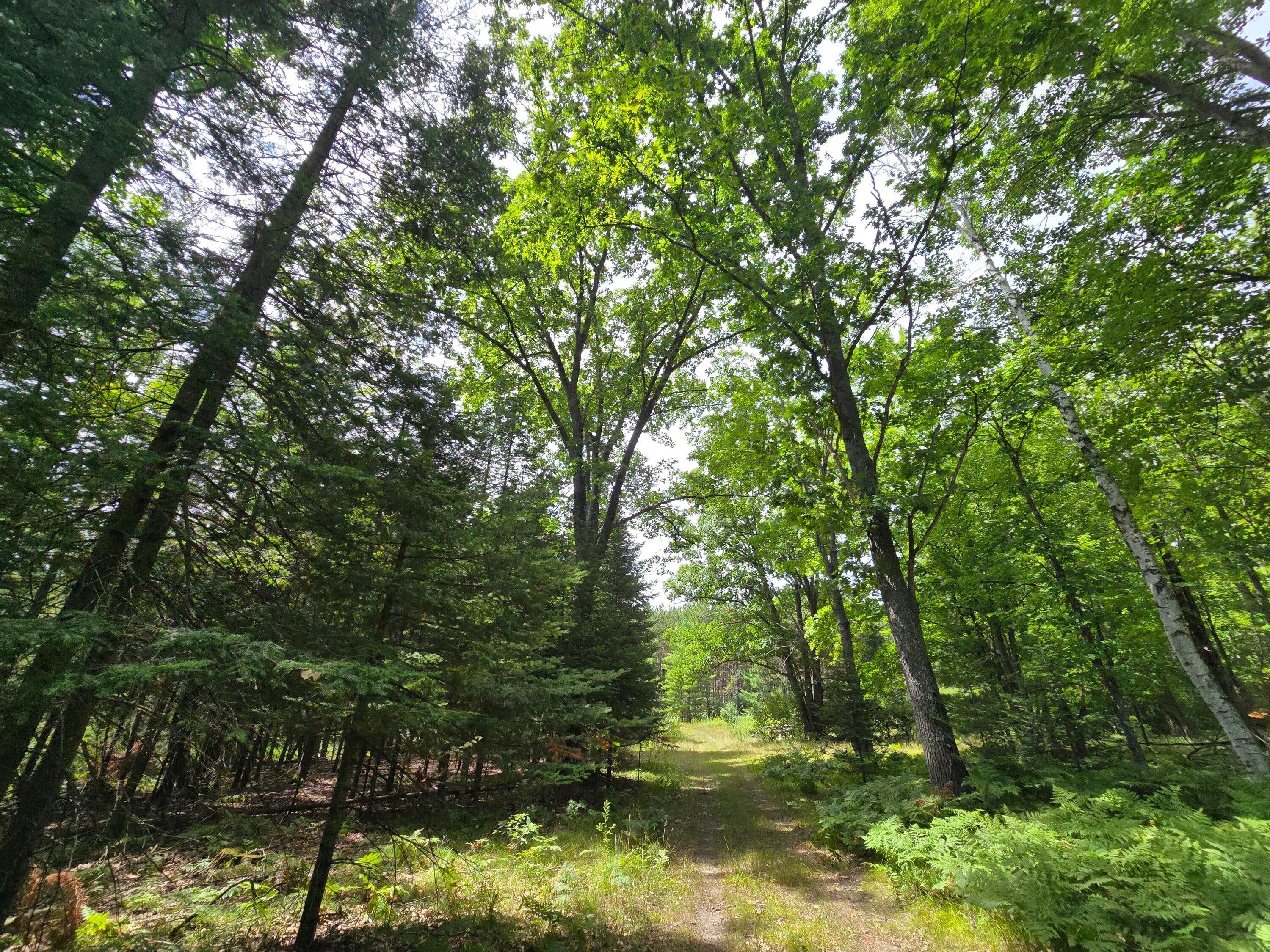 234 Schmid Road Fairview, MI 48621 - Photo 35 of 62 20250818_134438