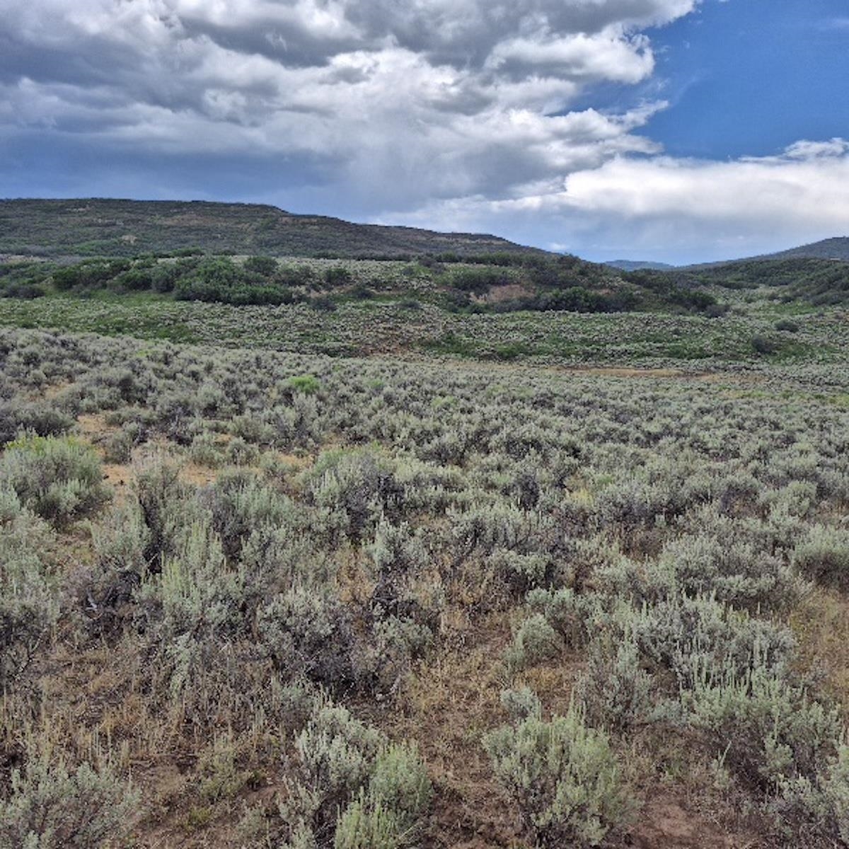 Tbd Harrison Creek Road Collbran, CO 81624 - Photo 17 of 40 Gallery Image 17