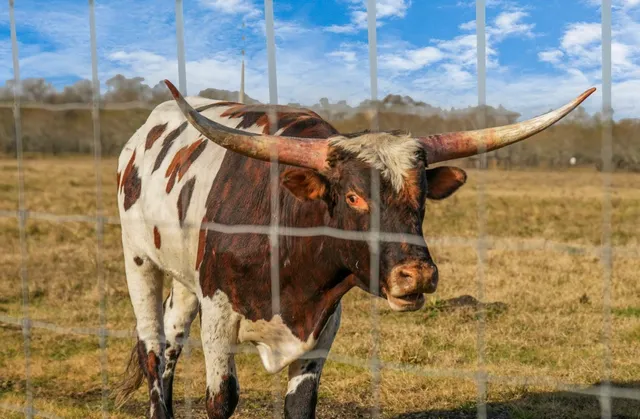 $18,999,999 | 5523 Ehrman Lake Lane, Wallis, TX 77485