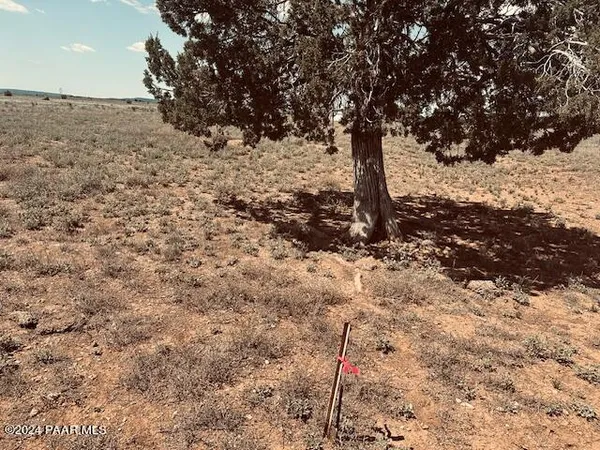 a view of a tree in the middle of a yard