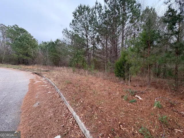 a view of a forest with trees in the background