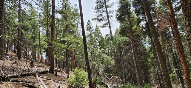 a view of a forest with trees
