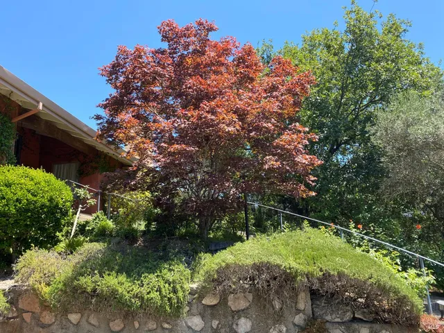 $11,950 | Silverado Trail North, St. Helena, CA 94574