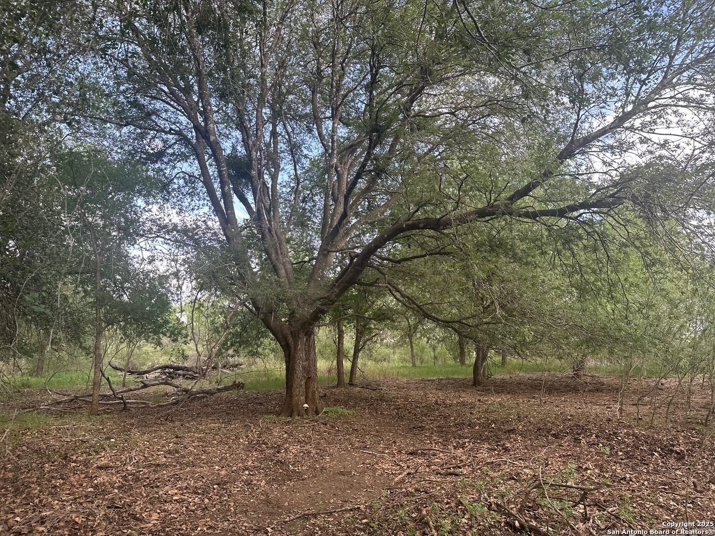 5440 Tabberer Road Poteet, TX 78065 - Photo 6 of 10 a view of a yard with a tree