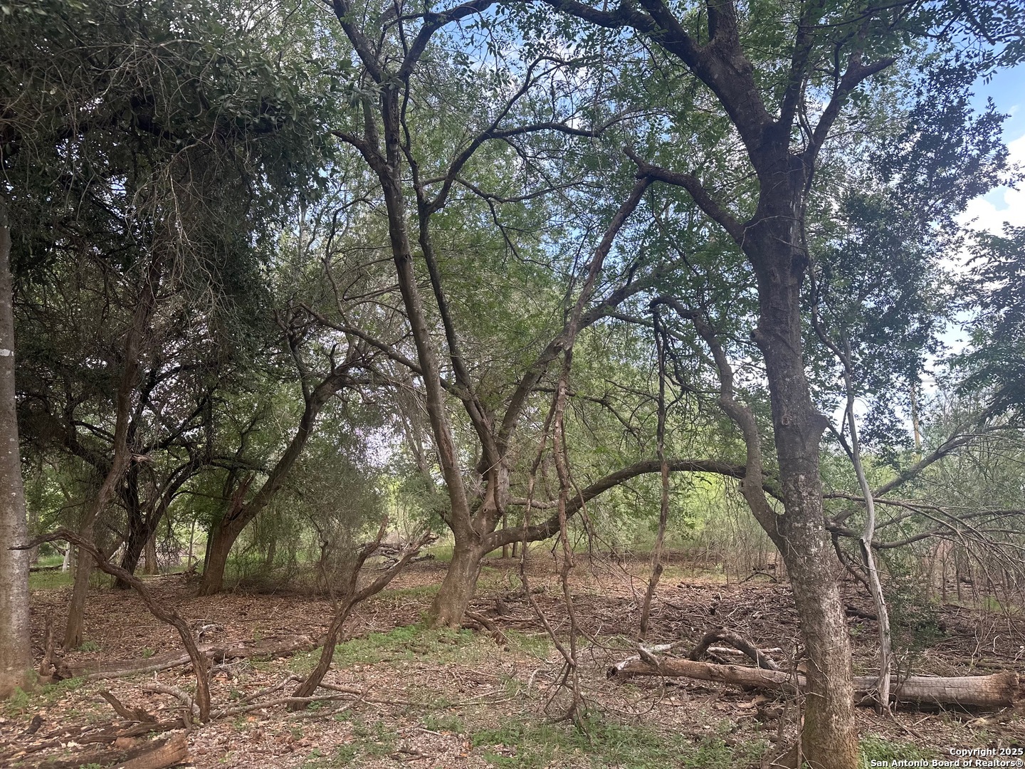 5440 Tabberer Road Poteet, TX 78065 - Photo 7 of 10 a backyard of a house with large trees and wooden fence