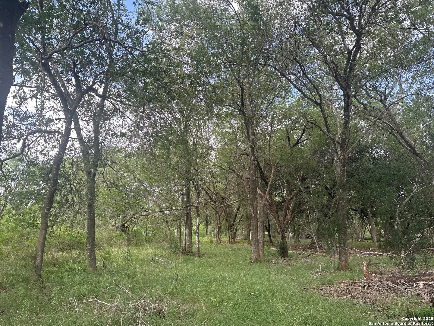 5440 Tabberer Road Poteet, TX 78065 - Photo 8 of 10 a big yard with lots of green space and deers