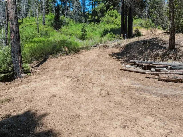 a view of a tree with a yard