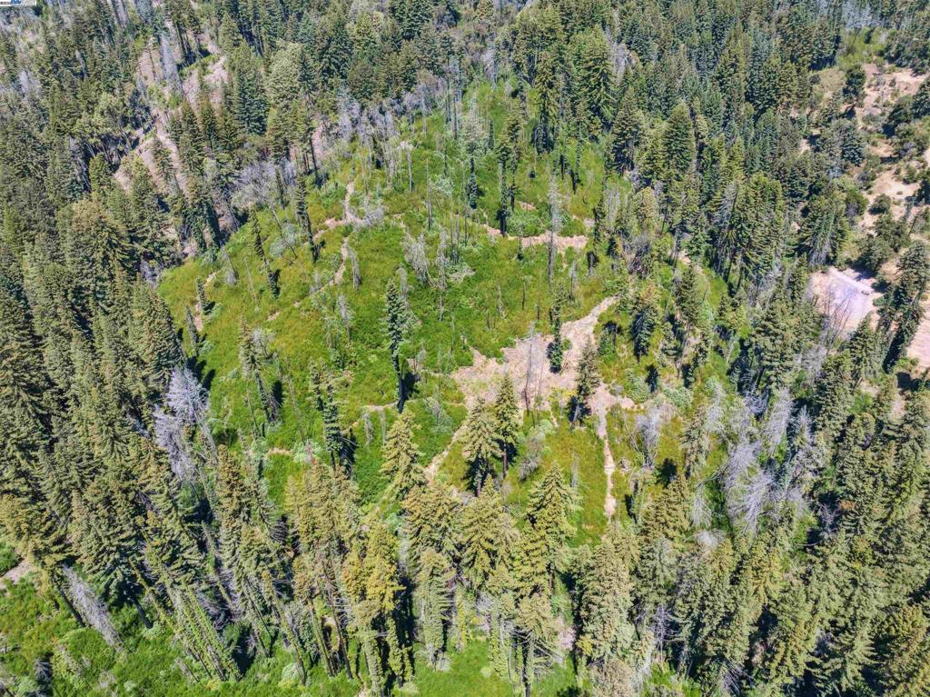 3 Branson Run Boulder Creek, CA 95006 - Photo 23 of 27 a view of a lush green forest with large trees