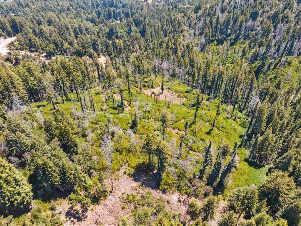 3 Branson Run Boulder Creek, CA 95006 - Photo 26 of 27 a view of a yard with plants