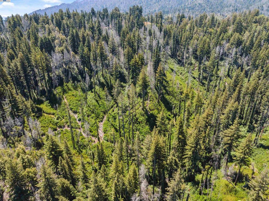 3 Branson Run Boulder Creek, CA 95006 - Photo 27 of 27 a view of a forest with a tree