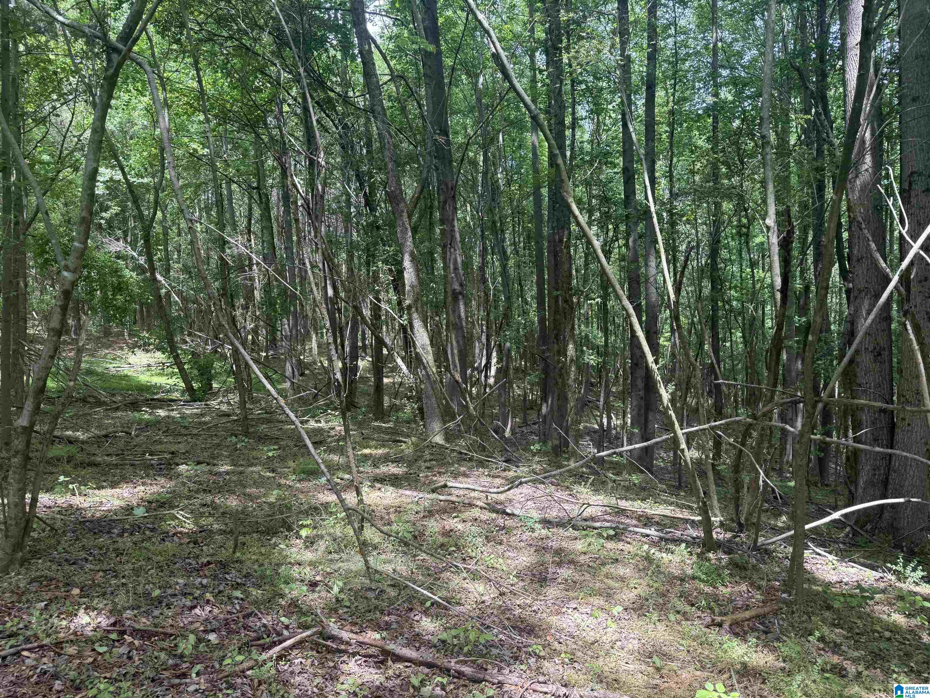 1 County Road 670 Ranburne, AL 36273 - Photo 1 of 11