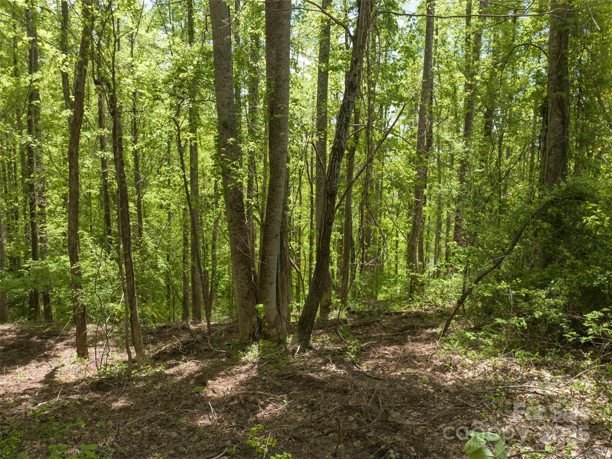 26 Fall Mountain Road, Unit 58 Asheville, NC 28803 - Photo 5 of 25 a view of outdoor space and green space