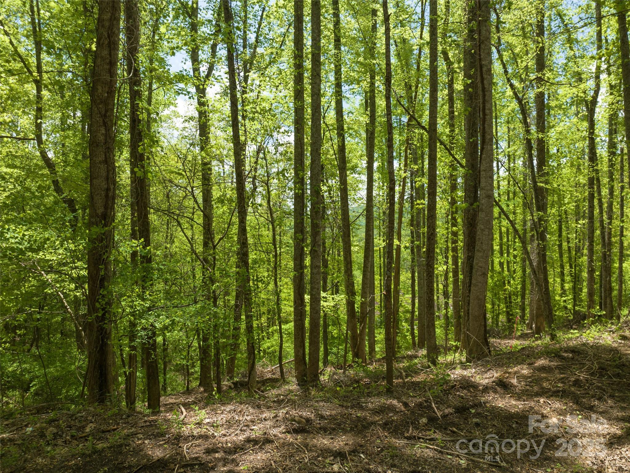26 Fall Mountain Road, Unit 58 Asheville, NC 28803 - Photo 8 of 25 a view of outdoor space and trees