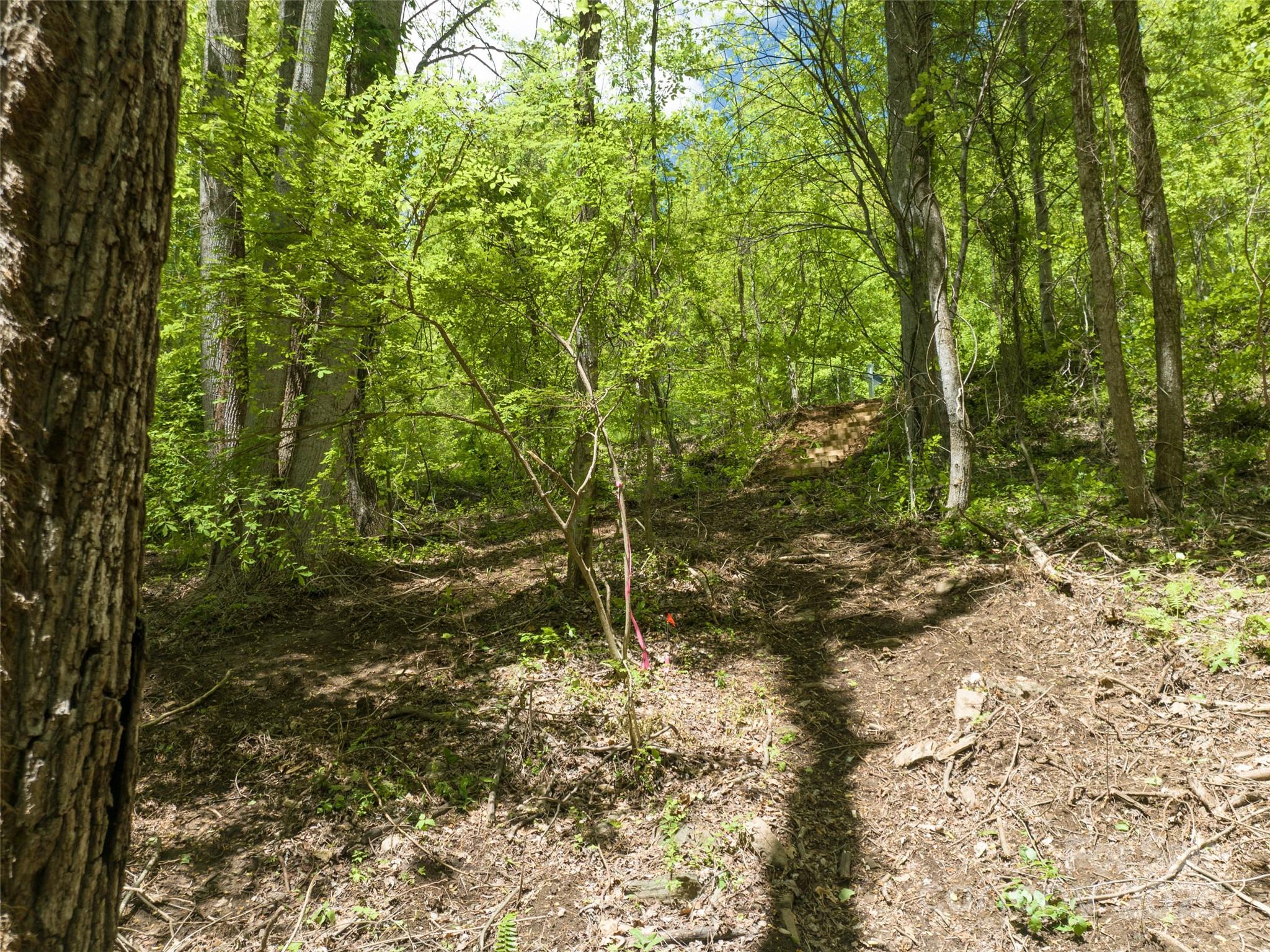 26 Fall Mountain Road, Unit 58 Asheville, NC 28803 - Photo 10 of 25 a view of a forest with trees