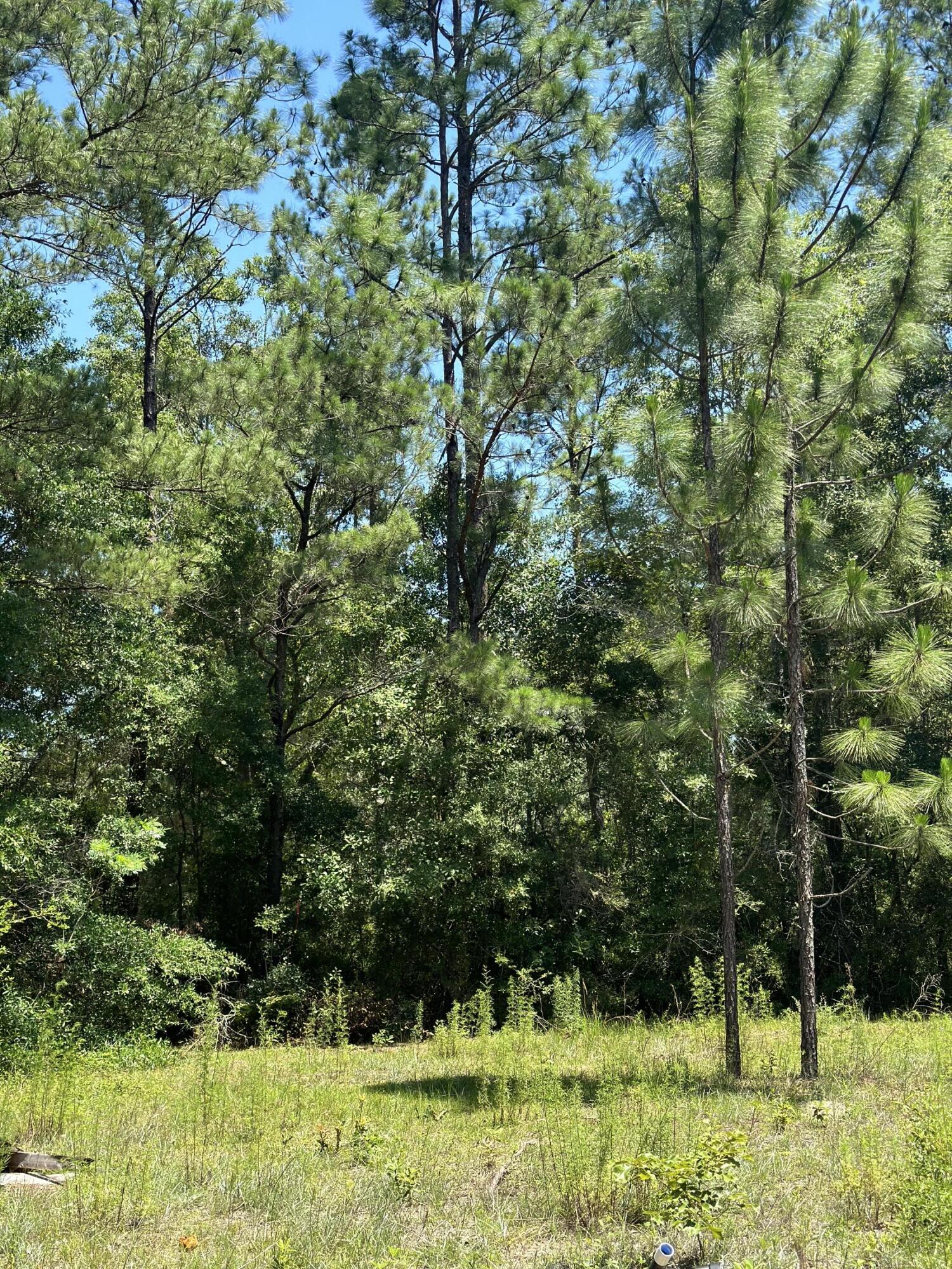 0 King Lake Road, Unit PARCEL D DeFuniak Springs, FL 32433 - Photo 6 of 9 a view of backyard with green space