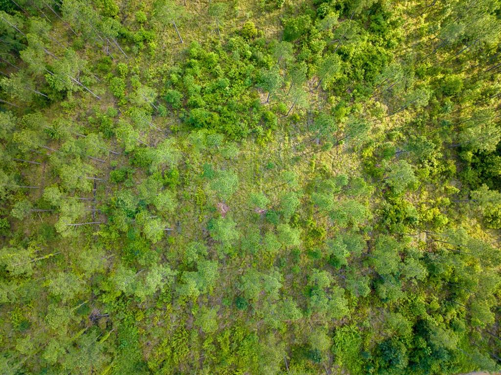 0 Highway 165 Kinder, LA 70648 - Photo 9 of 11