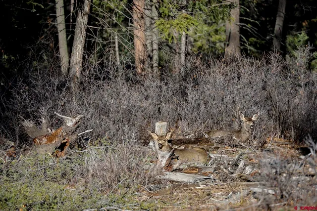 $1,250,000 | 316 Loma Vista Court, Pagosa Springs, CO 81147
