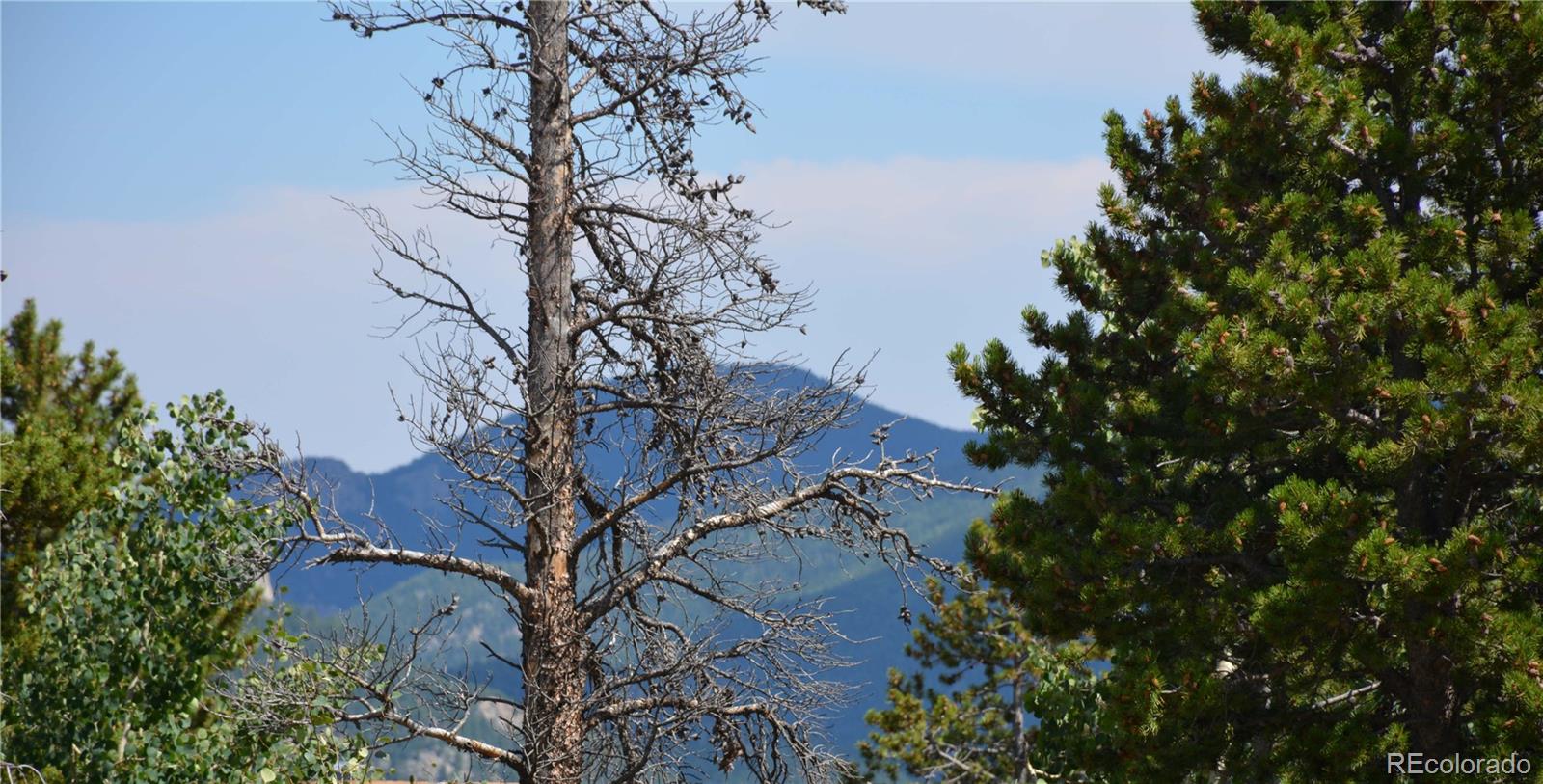 37 Forest Hill Road Black Hawk, CO 80422 - Photo 1 of 19
