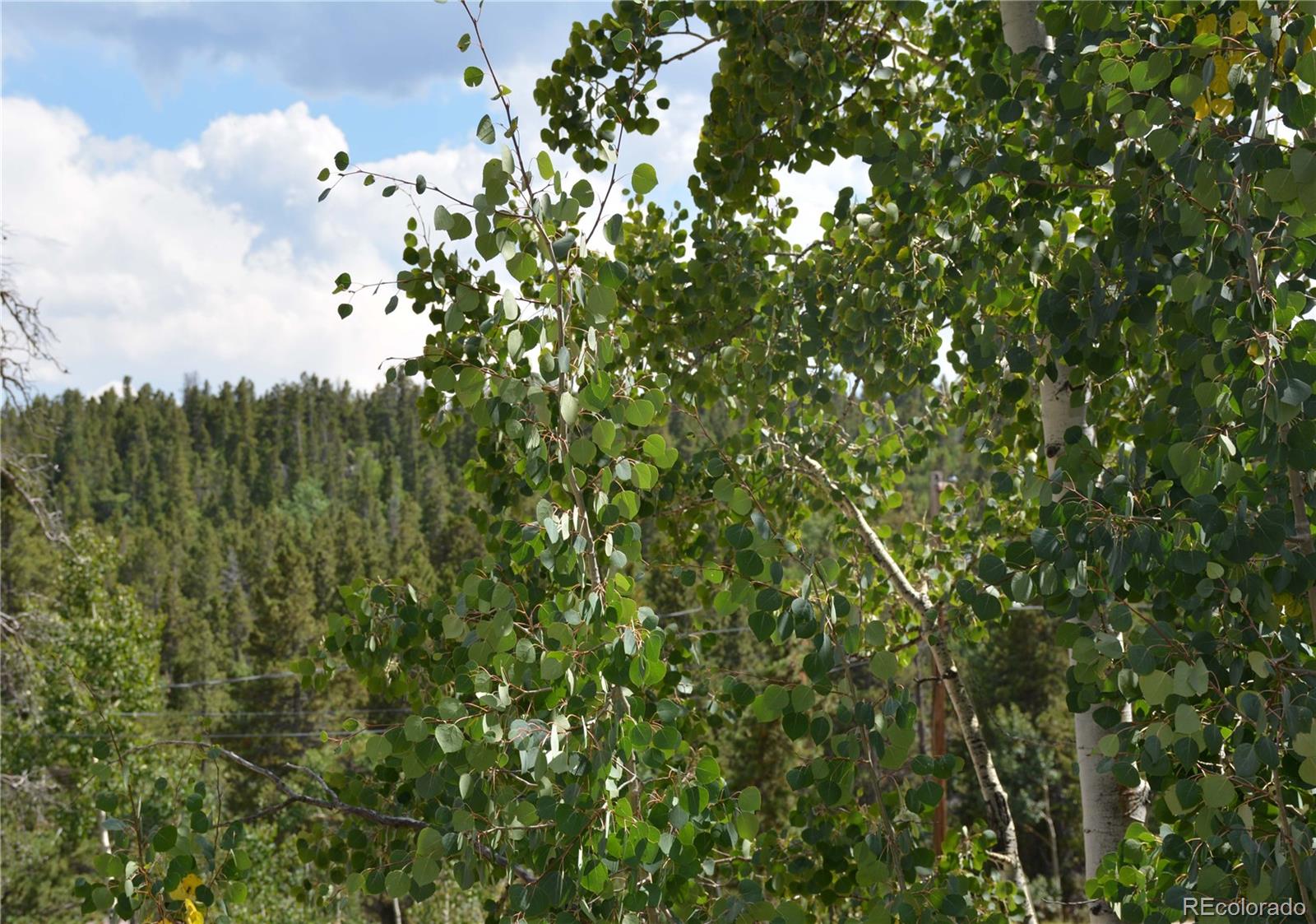 37 Forest Hill Road Black Hawk, CO 80422 - Photo 6 of 19