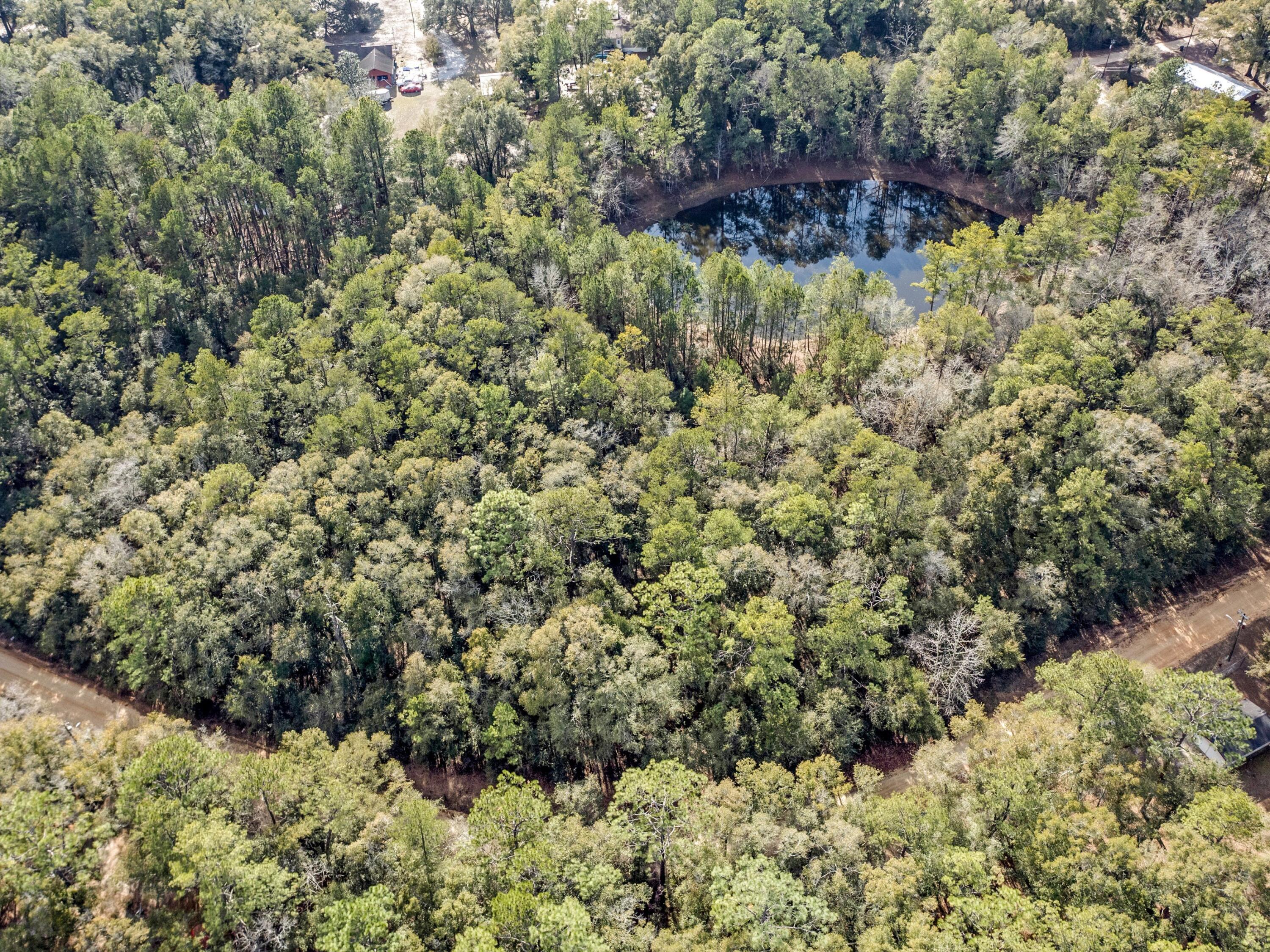 Lot 24 Blue Creek Road Ponce de Leon, FL 32455 - Photo 12 of 17 a view of a forest with a tree