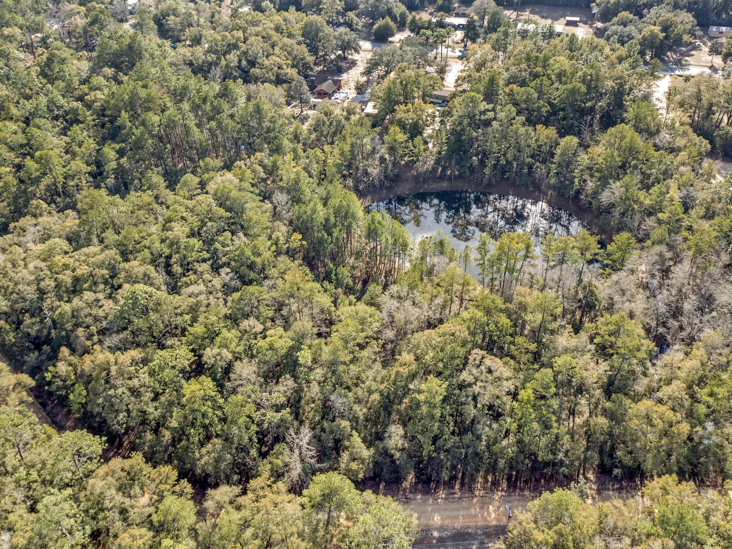 Lot 24 Blue Creek Road Ponce de Leon, FL 32455 - Photo 13 of 17 a view of a forest with a tree