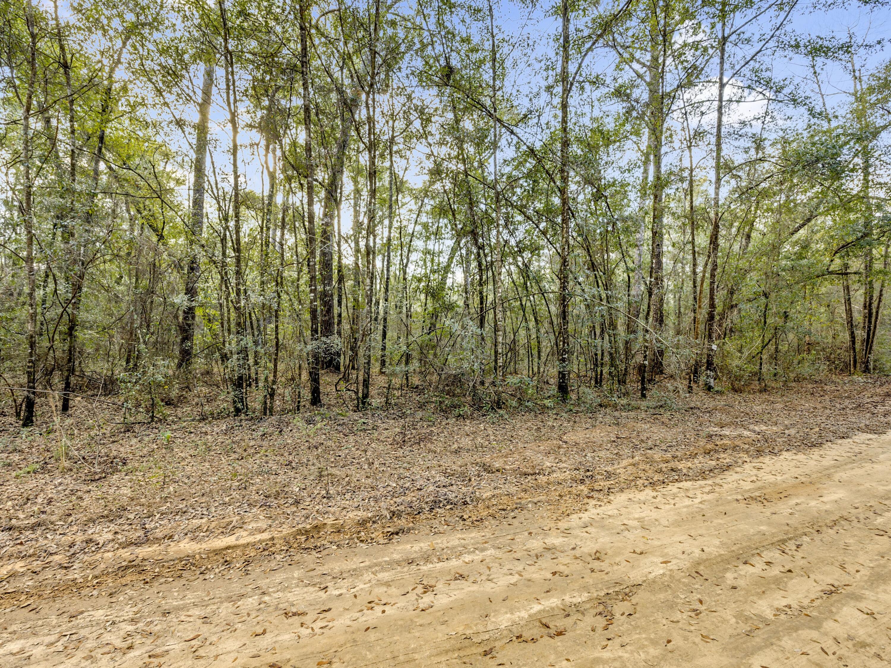 Lot 24 Blue Creek Road Ponce de Leon, FL 32455 - Photo 6 of 17 a view of a yard with trees in the background