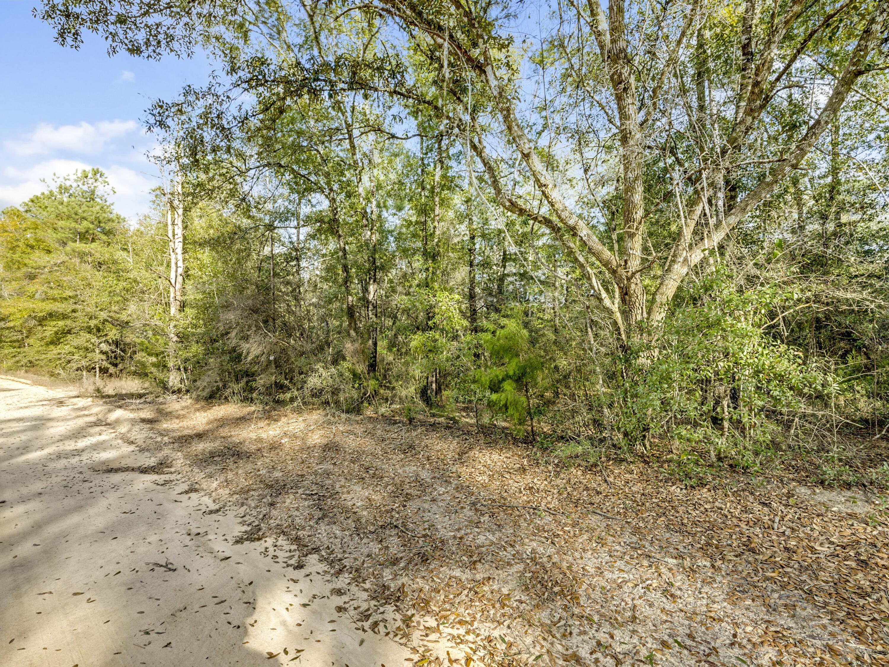 Lot 24 Blue Creek Road Ponce de Leon, FL 32455 - Photo 10 of 17 a view of a yard with a tree