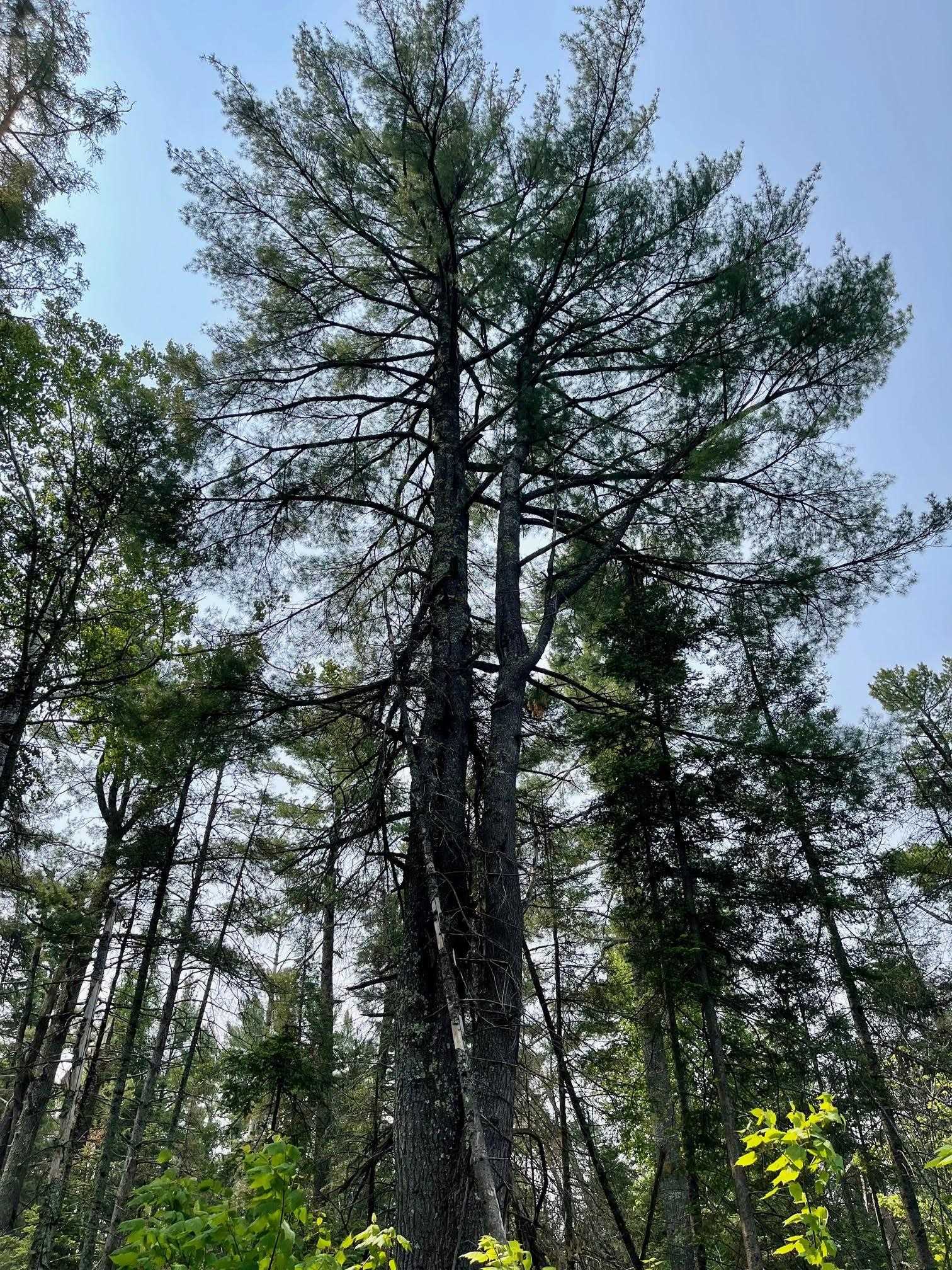 6409 Church Road Duluth, MN 55803 - Photo 12 of 39 More outstanding White Pine.