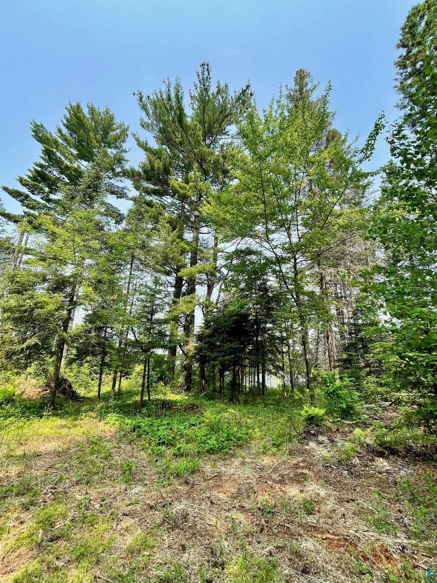 6409 Church Road Duluth, MN 55803 - Photo 13 of 39 Cleared area looking toward water.