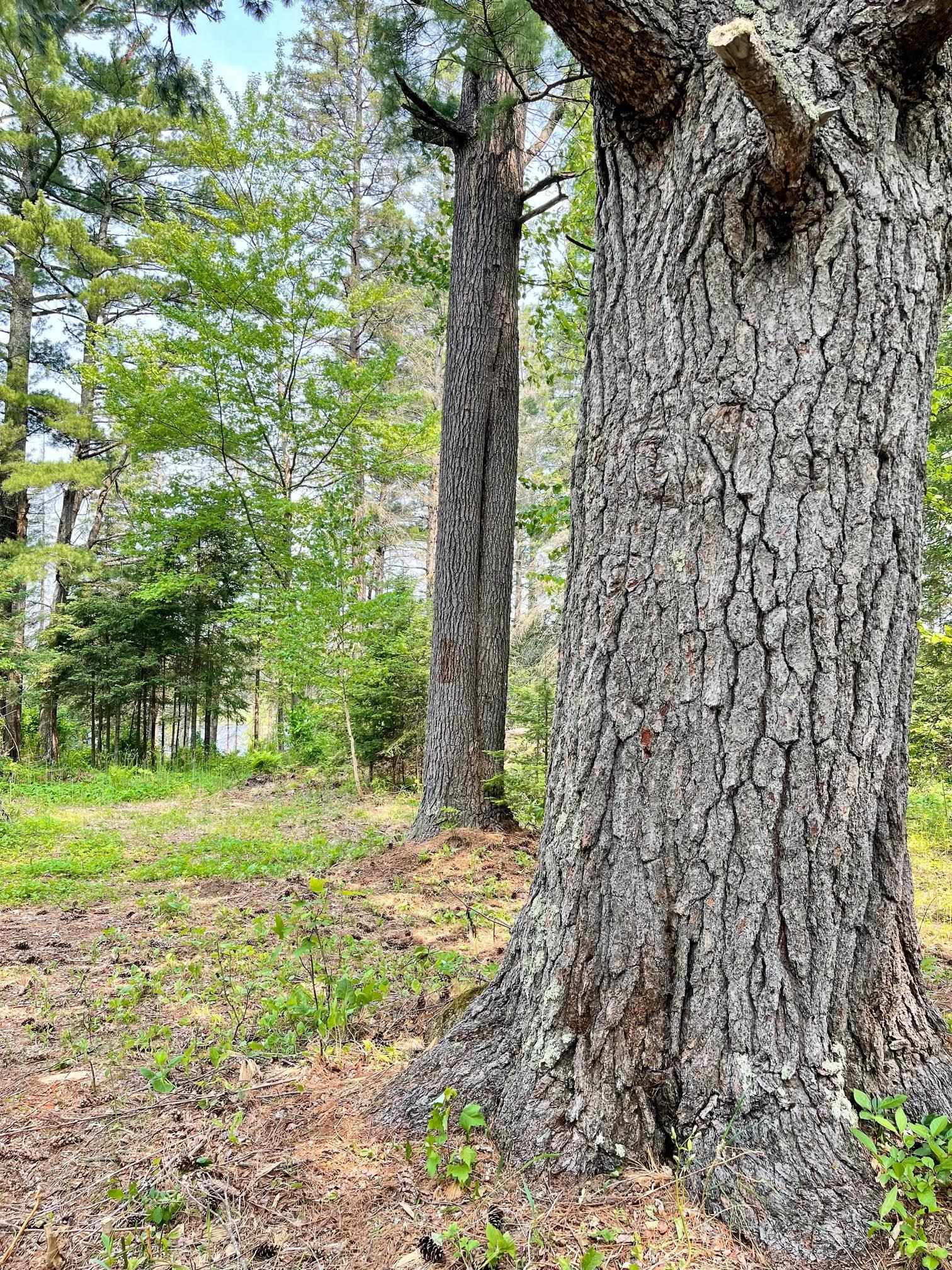 6409 Church Road Duluth, MN 55803 - Photo 2 of 39 Exceptionally large White Pine.