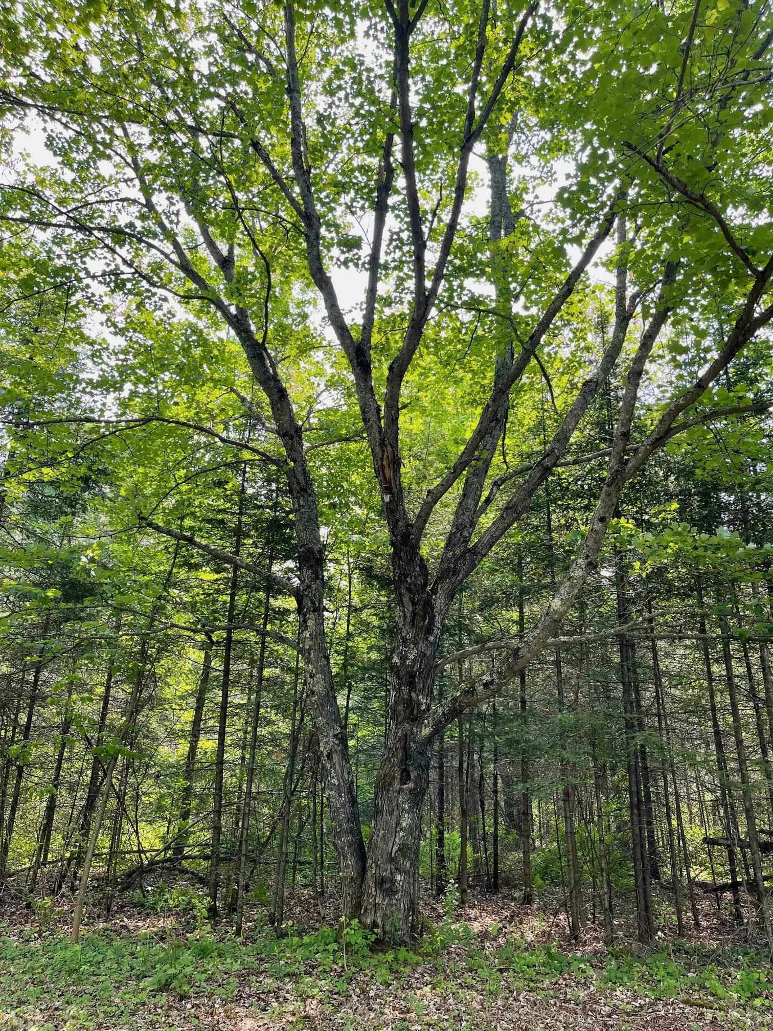 6409 Church Road Duluth, MN 55803 - Photo 23 of 39 Maple trees.