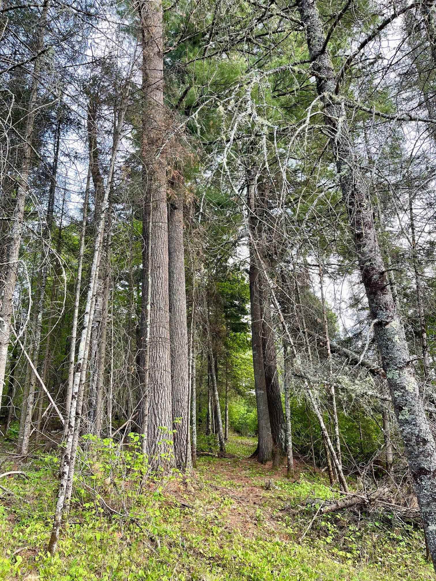 6409 Church Road Duluth, MN 55803 - Photo 24 of 39 Path through the pines.