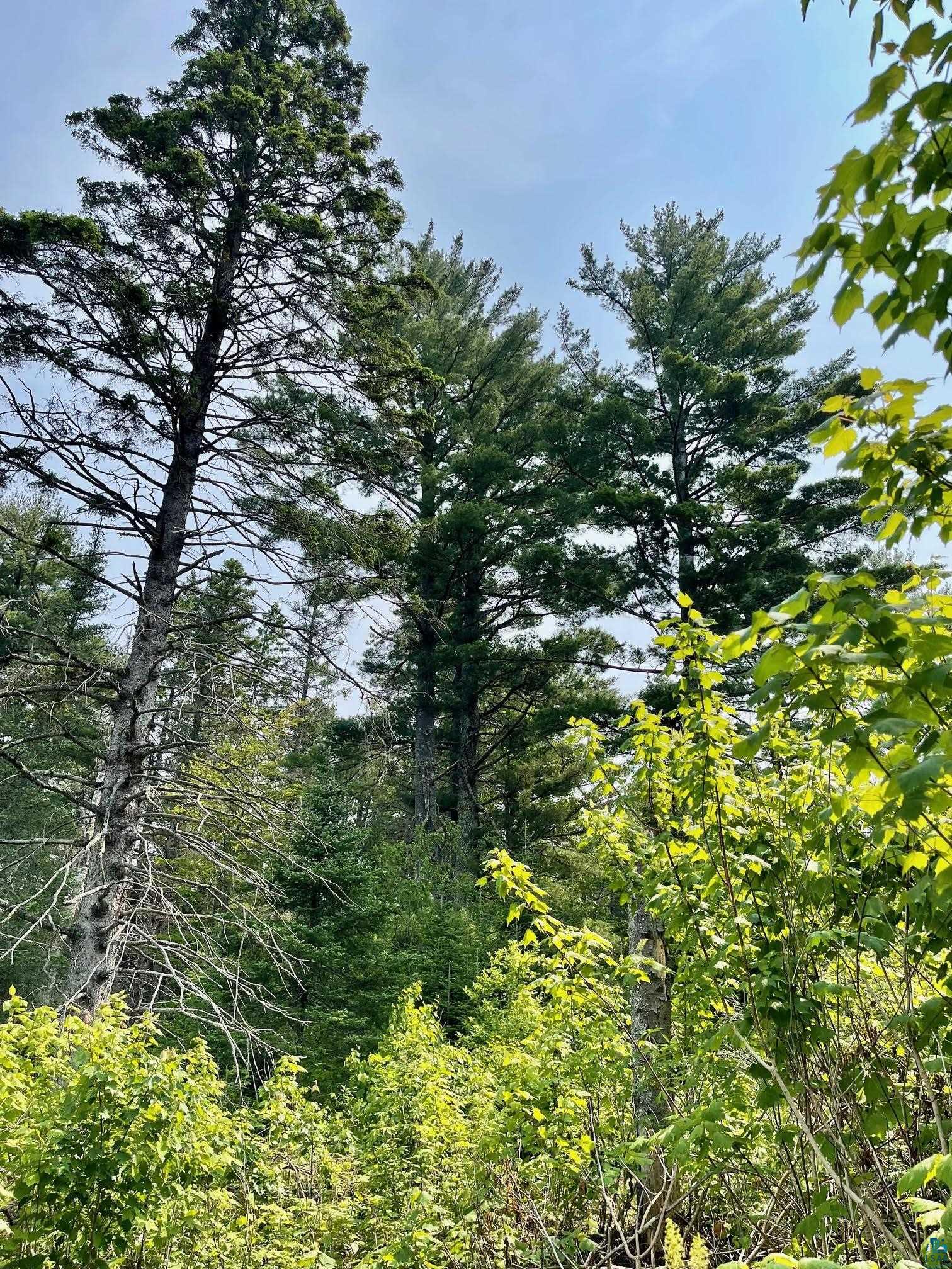 6409 Church Road Duluth, MN 55803 - Photo 26 of 39 More towering White Pine.