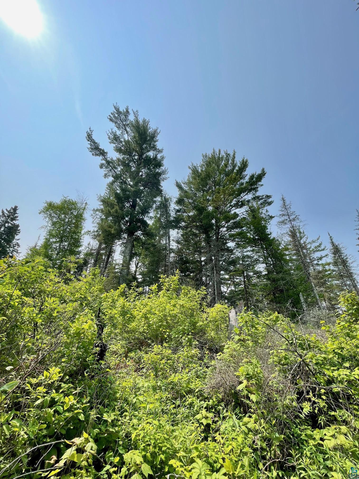 6409 Church Road Duluth, MN 55803 - Photo 27 of 39 Skyline view of some White Pine.