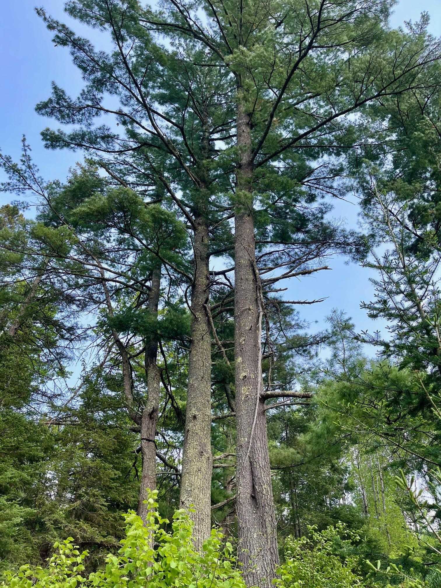 6409 Church Road Duluth, MN 55803 - Photo 28 of 39 Double White Pine.