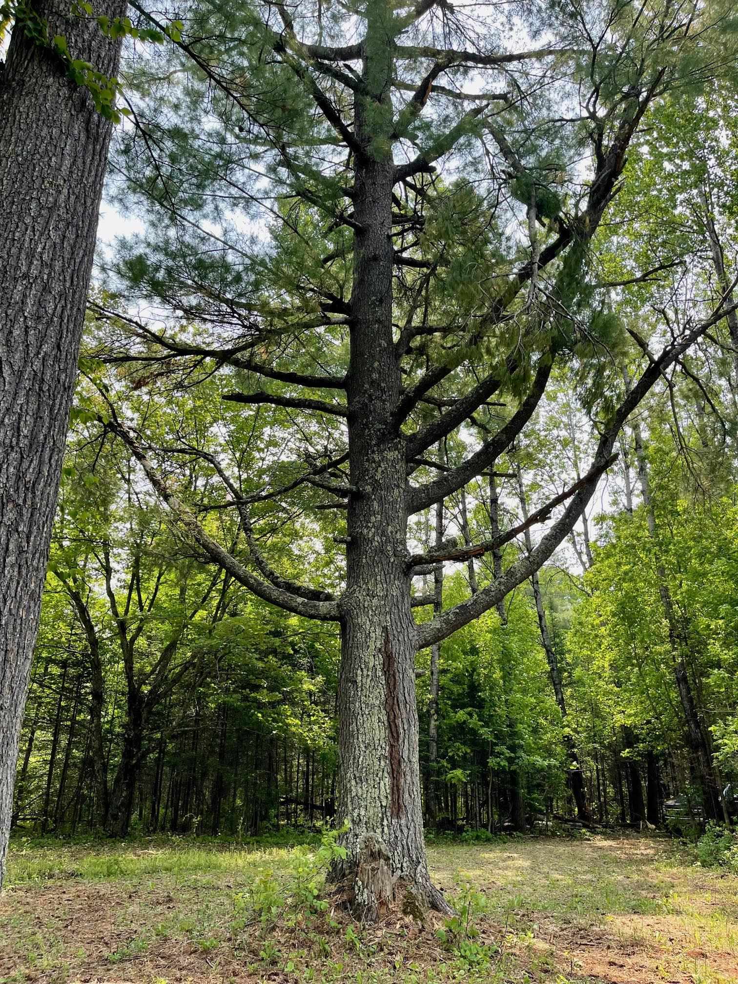 6409 Church Road Duluth, MN 55803 - Photo 5 of 39 Colossal White Pine centerpiece of property.