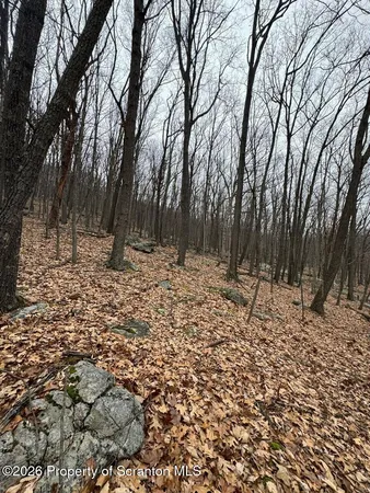 a view of a yard with trees