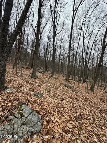 a view of a yard with trees