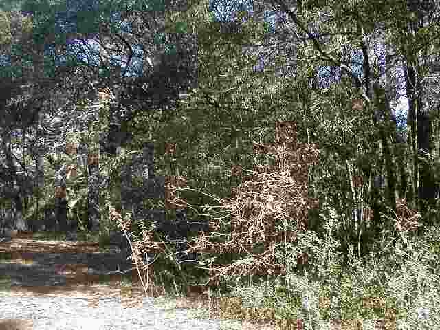Lot 3 Will Go Avenue Murrells Inlet, SC 29576 - Photo 3 of 6 Gallery Image 3